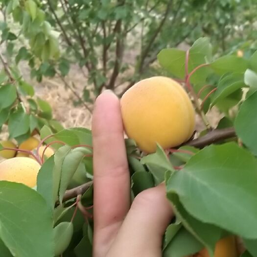 蒙城县 黄杏，甘甜可口，好吃的很，好吃的狠的狠