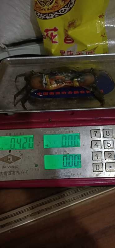 缅甸黑蟹 公蟹 3.5-4.0两