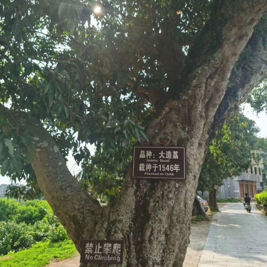 灵山县 灵山荔枝代收
