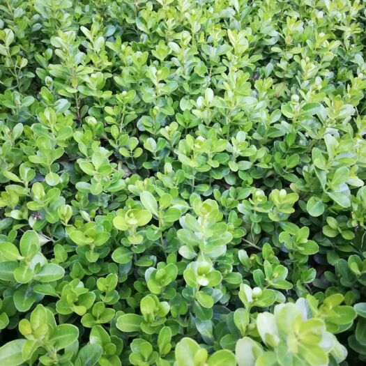 沭阳县小叶黄杨  黄杨床苗，分栽苗