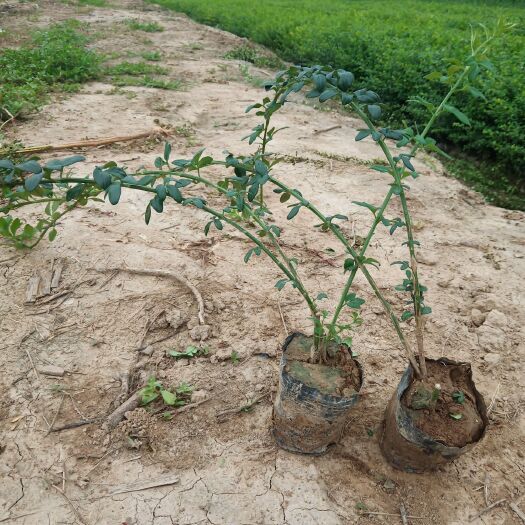 周至县迎春杯苗 迎春花容器苗 优质大量批发