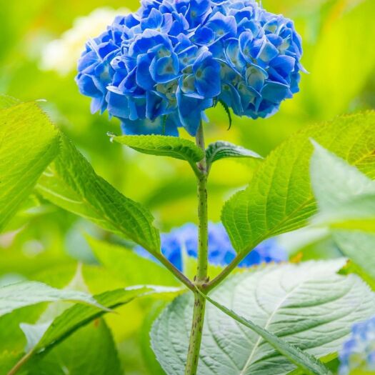 井陉县大毛花