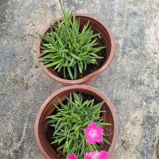 平湖市欧石竹 草花基地直发