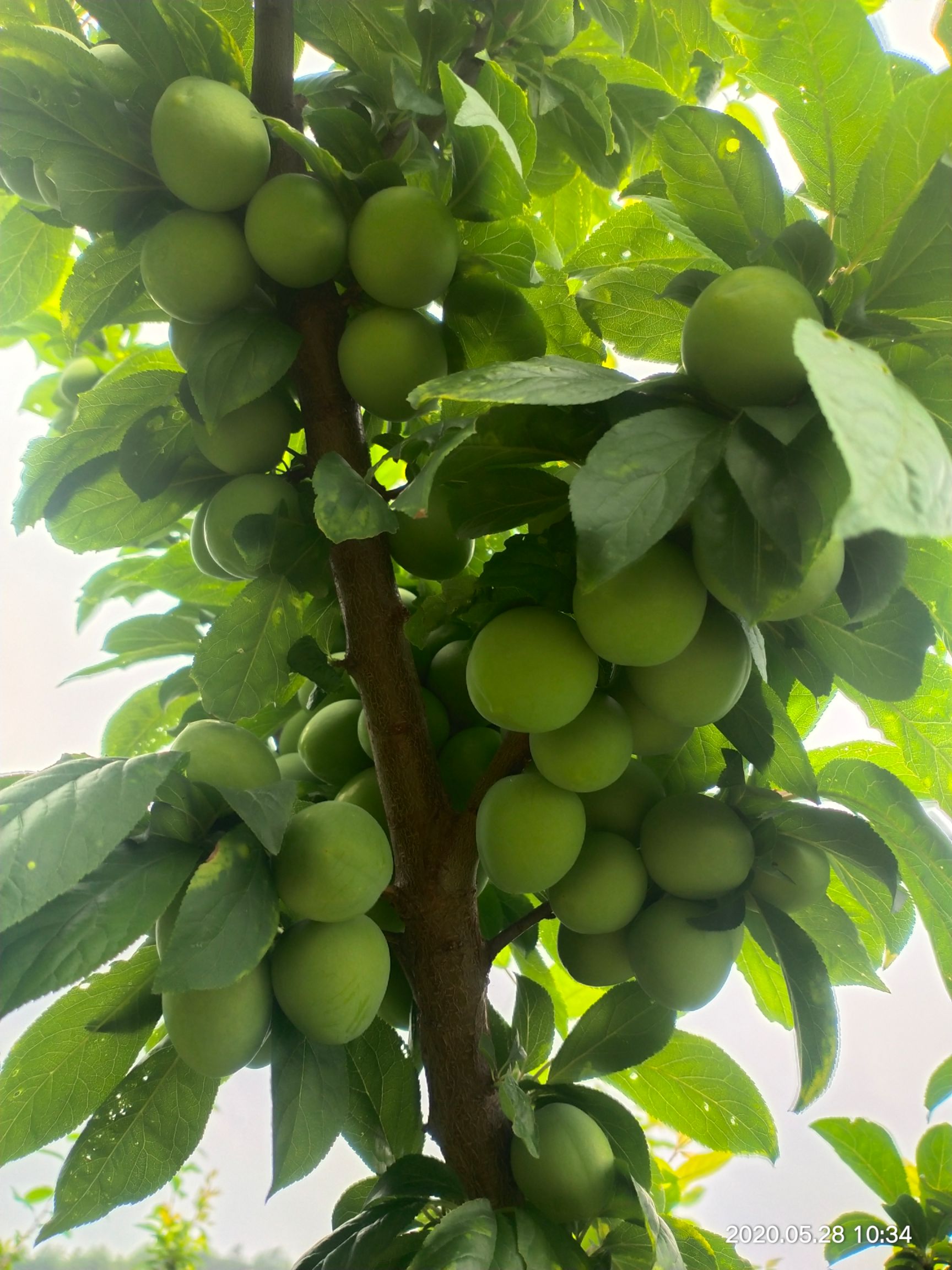  多个品种的李子，种植面积100亩