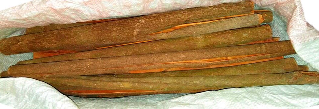 厚肉桂  桂皮  肉桂 香桂  官桂 优质桂皮  中通桂皮