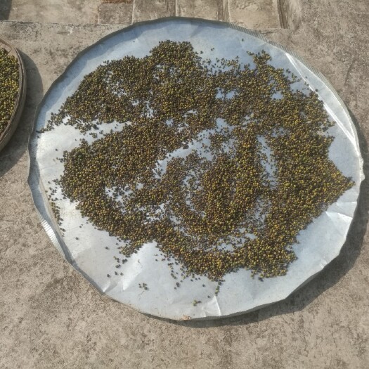 昭平县柑橘落地果 沙糖桔，落地果
