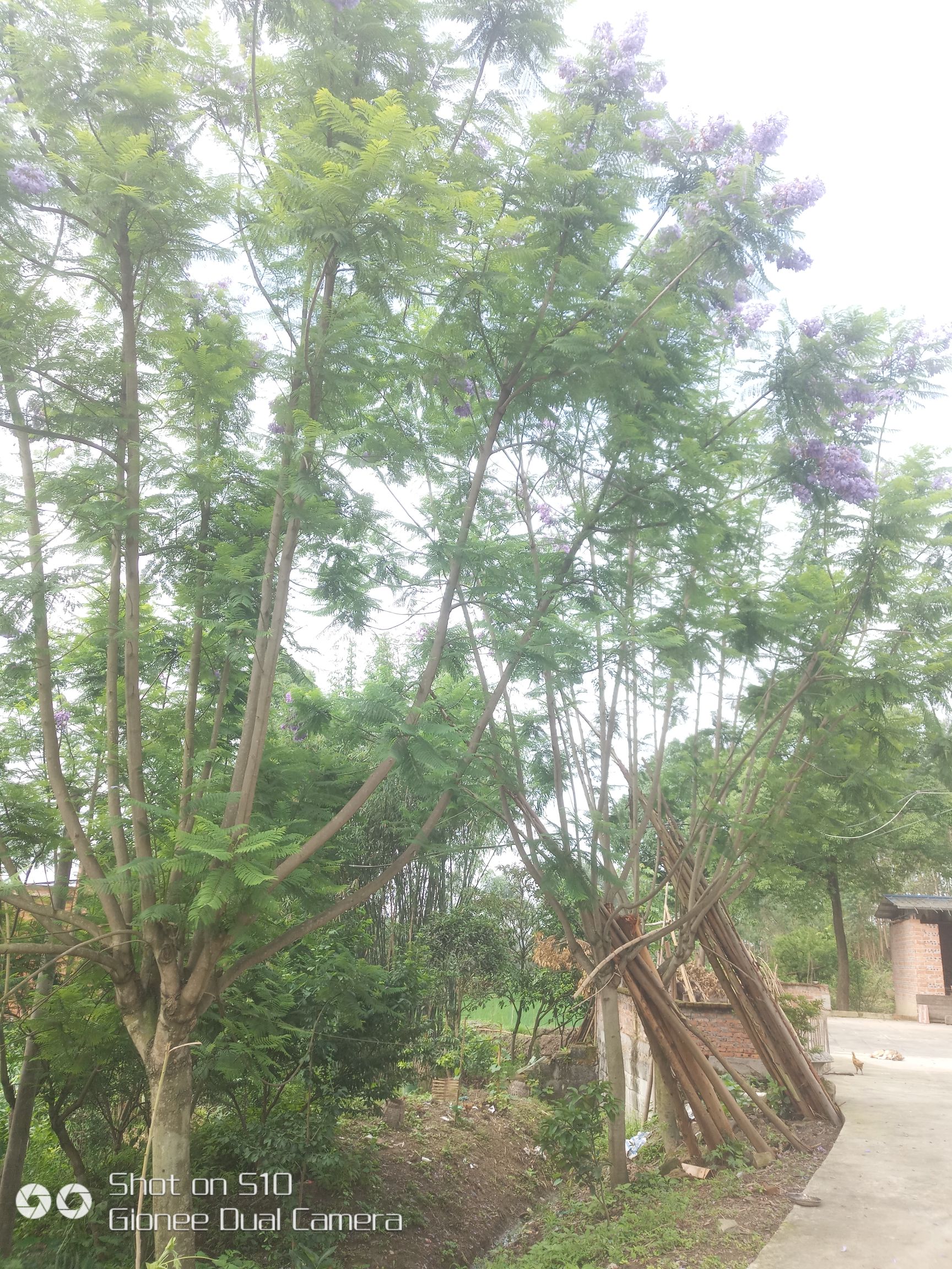  蓝花楹量多