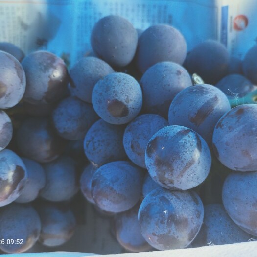 单县夏黑葡萄 1-1.5斤 5%以下 1次果