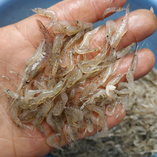 辽阳县青虾  东北虾鲜的自提都可以
