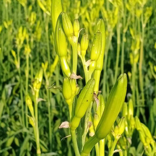 商丘黄花菜 农民伯伯亲手种植、采摘。从田间地头直接到您餐桌、让您吃的放心