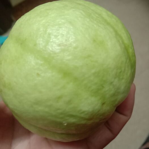 廉江市白心番石榴 珍珠石榴一级货源自产自销