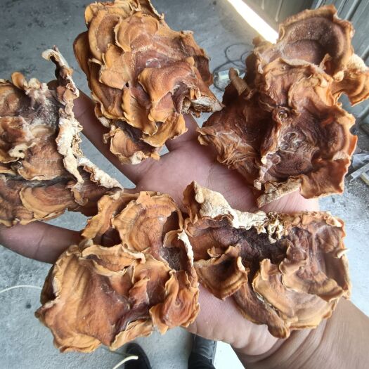 鱼台县单片榆耳优质榆耳批发零售，无根榆耳长期榆耳一级品榆耳现货供应