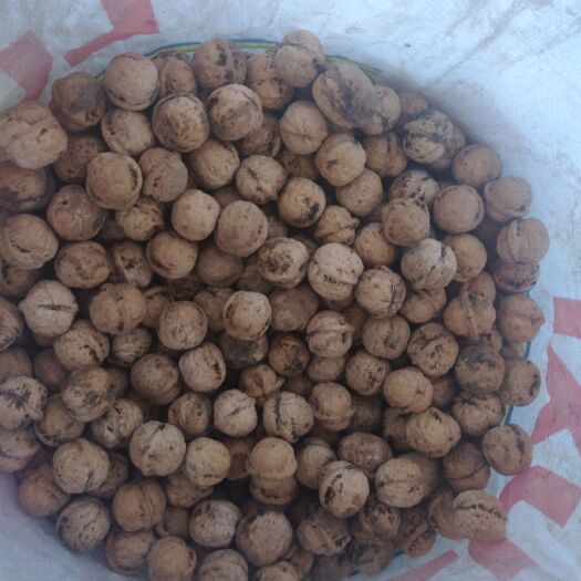 汾阳市 小核桃，仁饱满