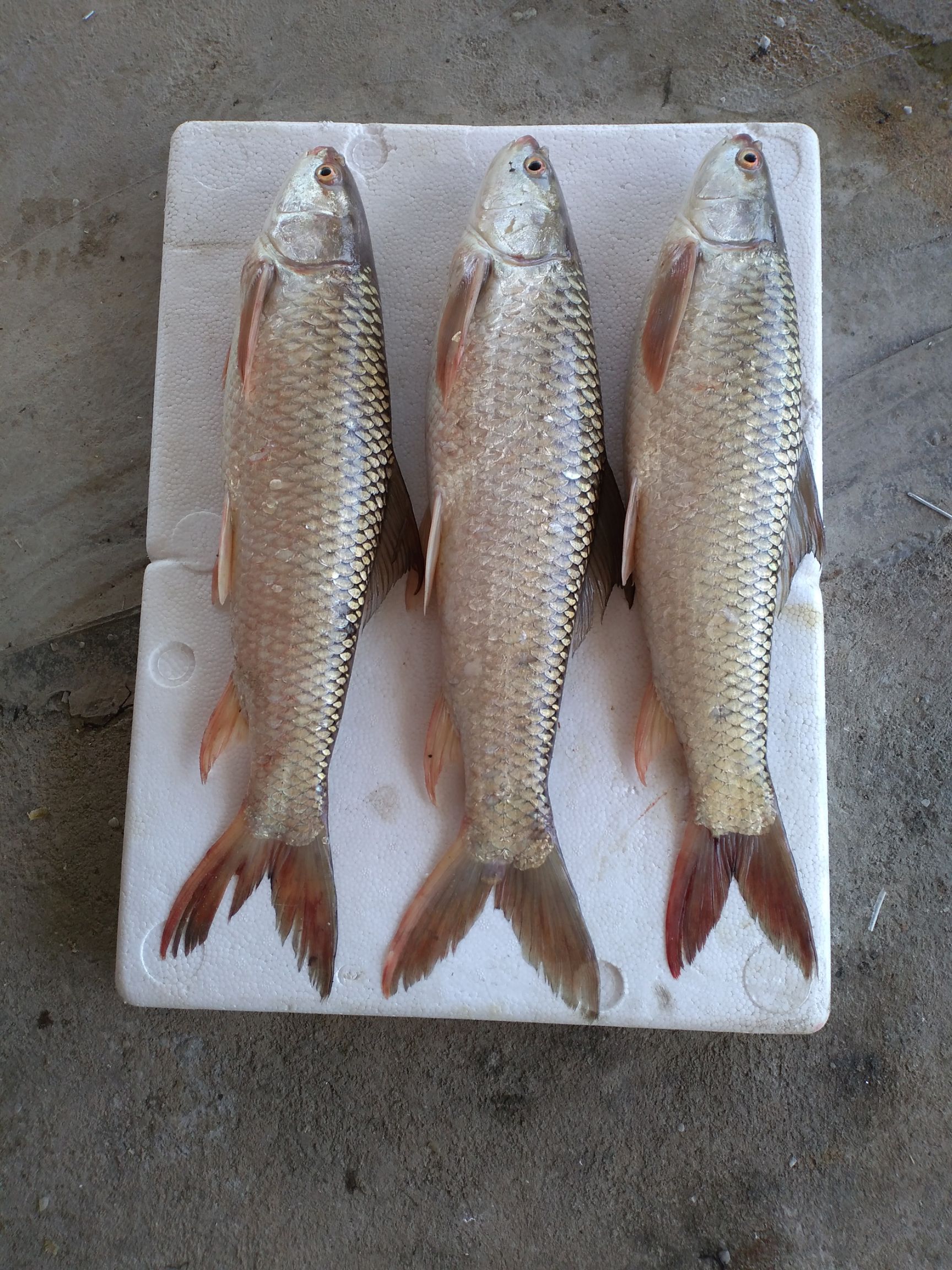 鯪魚 大麥鯪