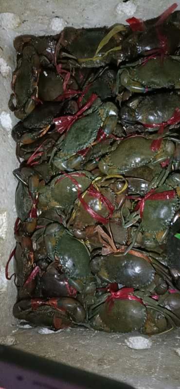 保山缅甸黑蟹 公蟹 3.5-4.0两