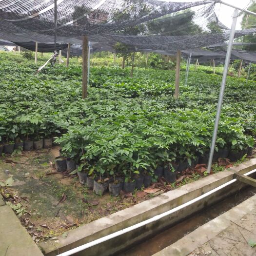 廉江市 风梢贵妃黄皮果苗早熟品种