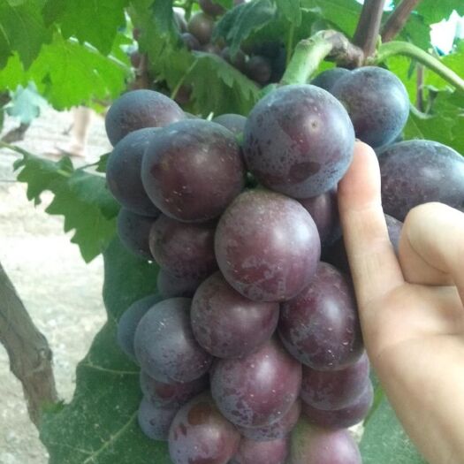 饶阳县巨峰葡萄 货好 价格美丽
