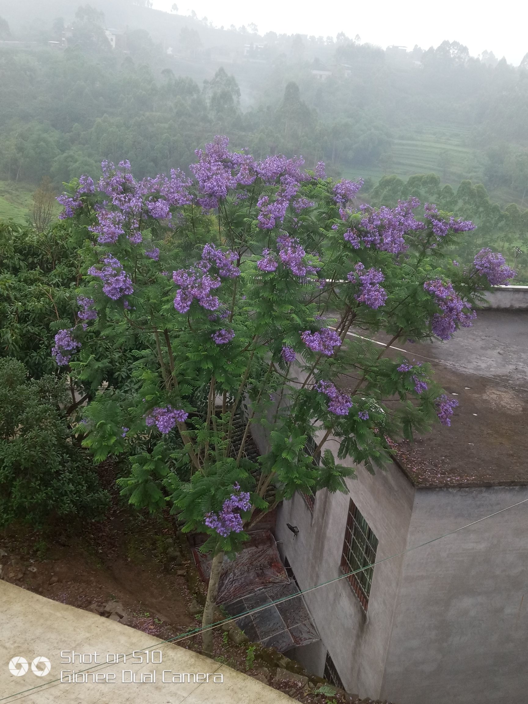  蓝花楹量多