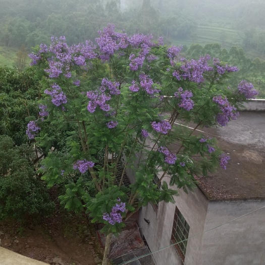 重庆市 蓝花楹量多