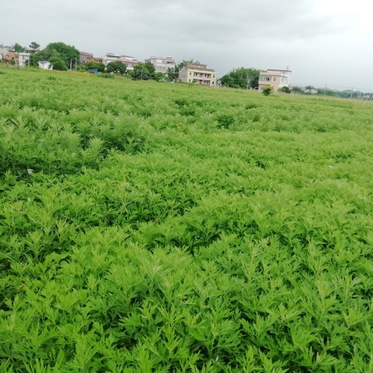 兴宁市 鲜艾供应