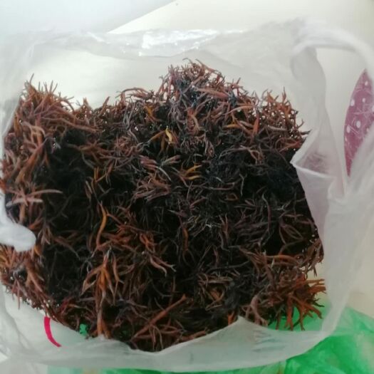 长海县 大量供应巴蛸岛牛毛菜