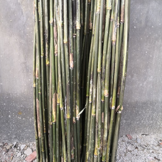 个旧市麻竹