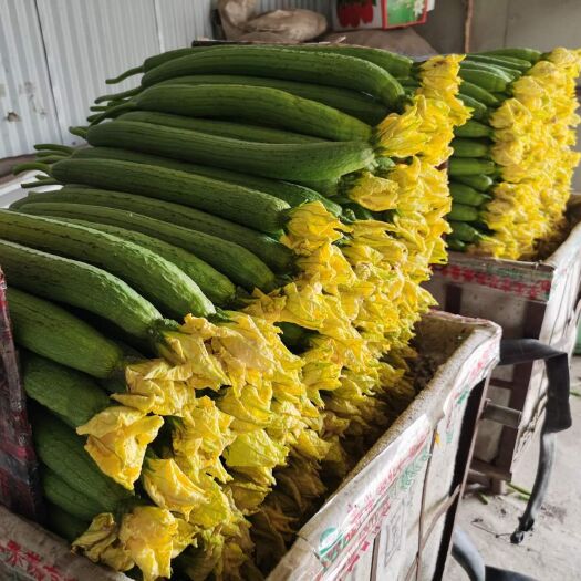 寿光市刺黄瓜  大量供应丝瓜、黄瓜、辣椒等新鲜蔬菜！欢迎来电400-189-