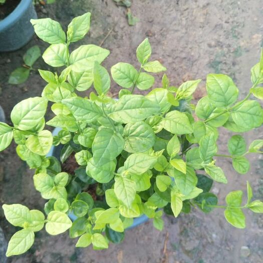 漳州 茉莉花
