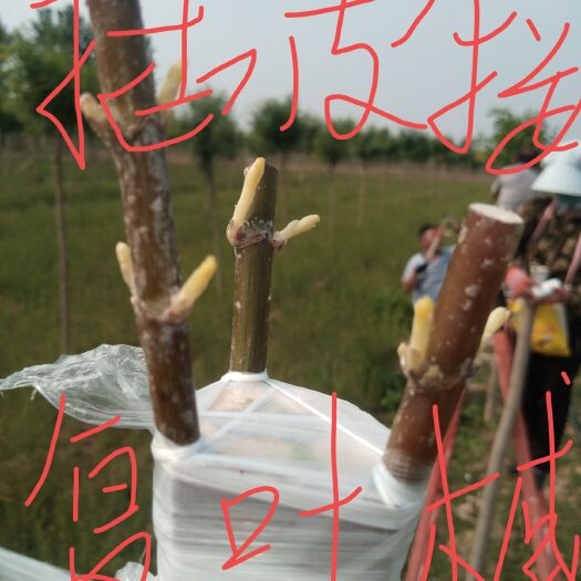 赞皇县专业嫁接:
核桃苗，桃苗，苹果苗，梨树苗，杏树苗，栆树苗等