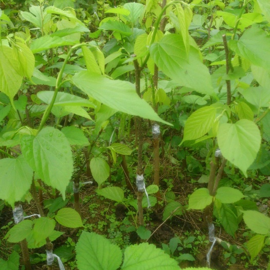 苍溪县长果桑苗  桑树苗