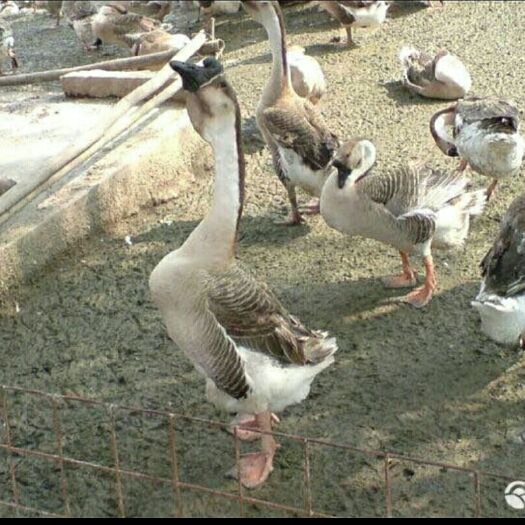 南宁大白沙鹅苗  大种白沙鹅苗 优质白沙鹅  包邮  包打疫苗 《疫苗》