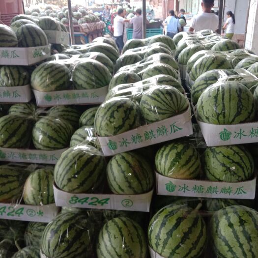 太和县 太和麒麟西瓜5万亩，现在正是上市时候