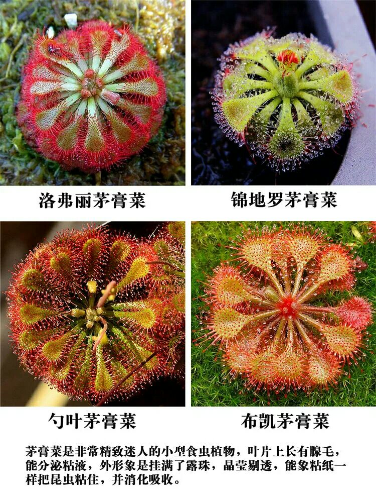 捕蝇草猪笼草食虫草食人花驱蚊捕虫草种子桌面花卉盆栽50粒种