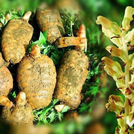 大方县 天麻