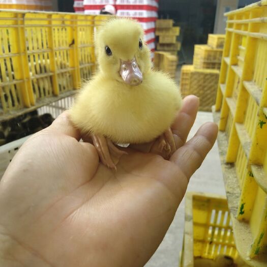 昆明白鸭苗