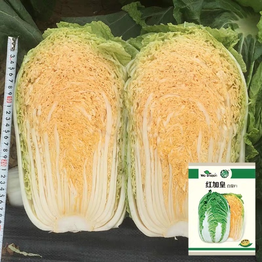 大白菜种子  红加皇大白菜种籽橘黄心火锅凉拌春秋山东盆栽农家特色蔬菜种子