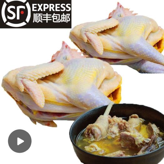郓城县鸡肉类 买一送一}正宗土鸡走地鸡三黄鸡笨鸡公鸡童子母鸡老母鸡活鸡整鸡
