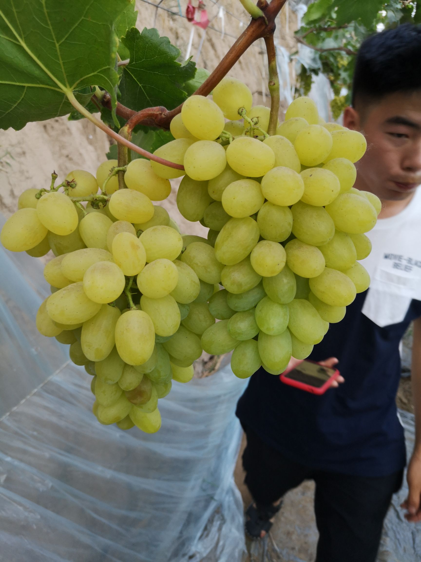  维多利亚葡萄 颜色黄，口感好个头大