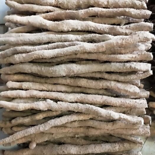 三河市 正宗河南的温县铁棍山药，垆土地生产，假一赔十。