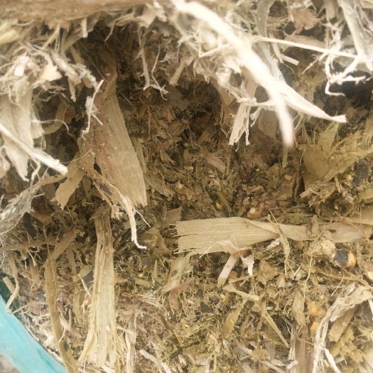 东营全株玉米青贮 青贮全贮饲料