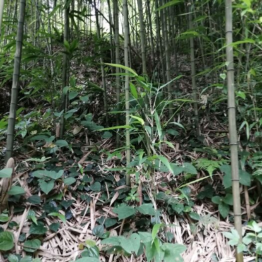 衡南县四方竹 量大从优