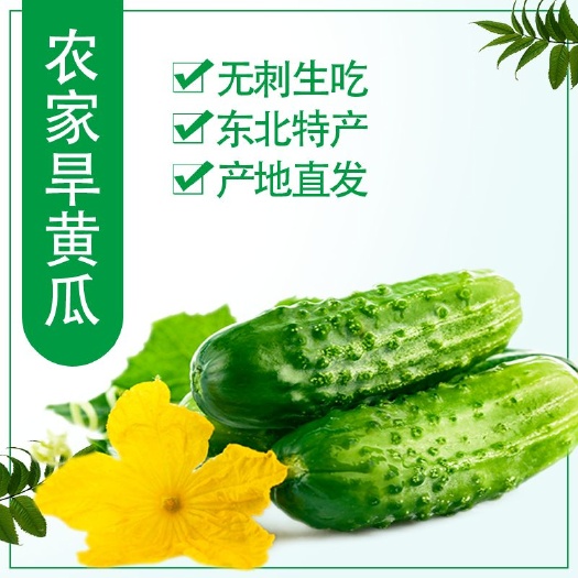 北镇市水果黄瓜  东北旱黄瓜产地供应链一件代发诚招全国各大电商合作共赢