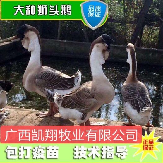 南宁狮头鹅苗  五只起批，大种汕头鹅头鹅苗 孵场直供包疫苗 保证