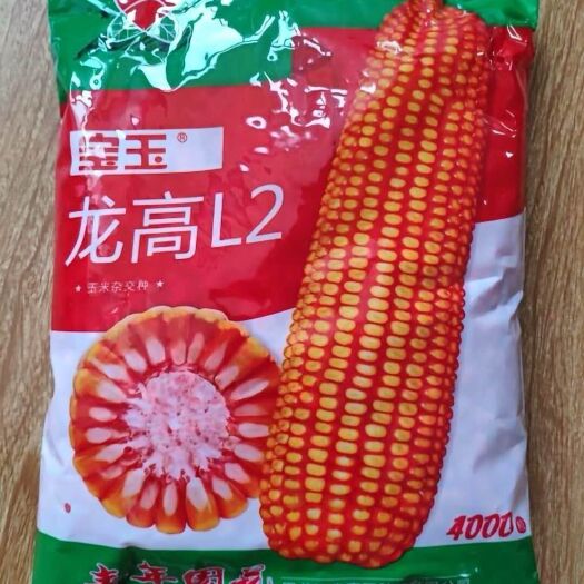 龙高L2玉米种子  玉米种子 自交系 ≥95%