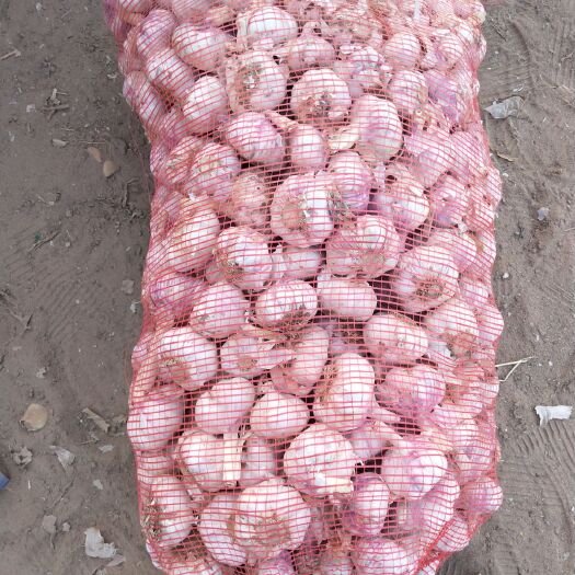 开封紫皮大蒜 5.5-6.0cm