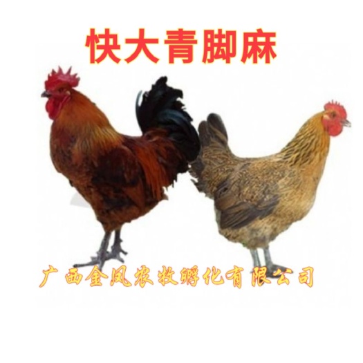 遵义 【正宗】快大青脚麻鸡苗，
   保质量，保防疫，保运输