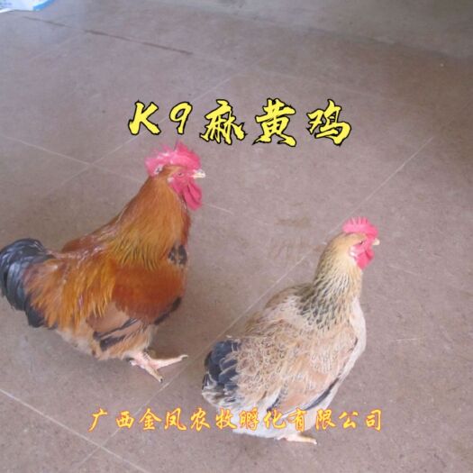 遵义 麻黄K9肉鸡苗 快大鸡中的战斗鸡  抗病强 成 活率高