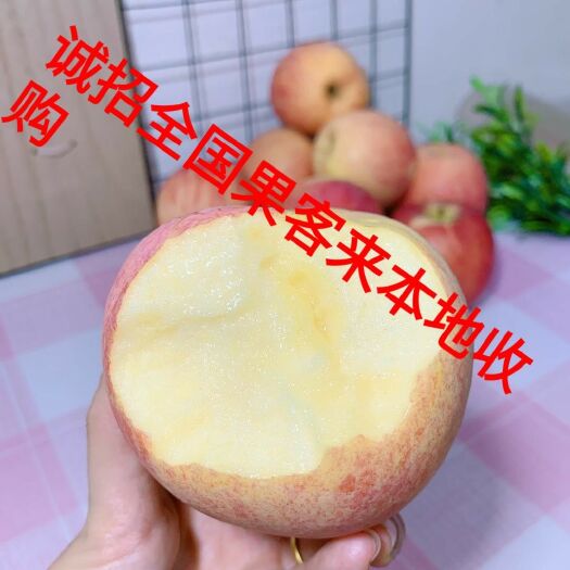 万荣县 运城万荣嘎啦苹果诚招果客免费提供收购储存场所