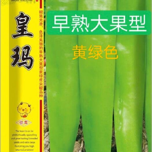 扶沟县牛角椒种子  皇玛辣椒种子~早熟抗性强粗4.5厘米长30厘米
