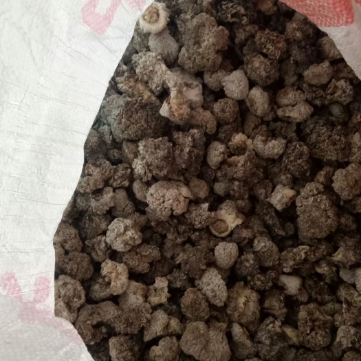 紫玛咖 玛卡菌